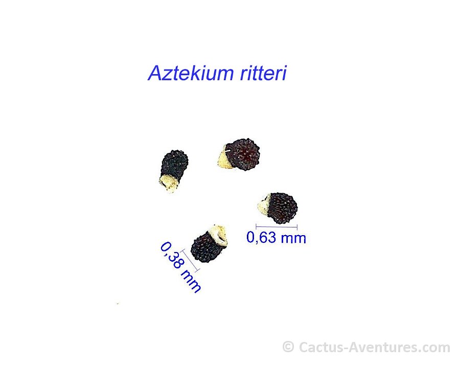 Aztekium ritteri VV